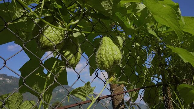 In eastern and north eastern India and Nepal, the fruit is called squash or ishkus.