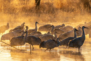 USA, New Mexico, Bernardo Wildlife Management Area. Sandhill cranes in water on foggy sunrise.
