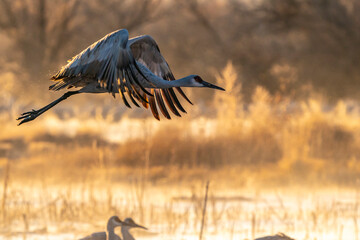 USA, New Mexico, Bernardo Wildlife Management Area. Sandhill crane taking flight on foggy sunrise.