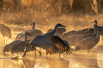 USA, New Mexico, Bernardo Wildlife Management Area. Sandhill crane taking flight on foggy sunrise.