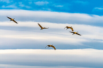 USA, New Mexico, Bernardo Wildlife Management Area. Sandhill cranes flying and lenticular clouds.