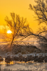 USA, New Mexico, Bernardo Wildlife Management Area. Sandhill cranes in icy water on foggy sunrise.