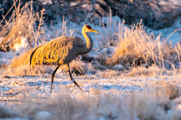 USA, New Mexico, Bernardo Wildlife Management Area. Sandhill crane in snow at sunrise.