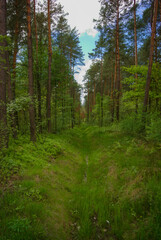 Obraz premium path in the woods