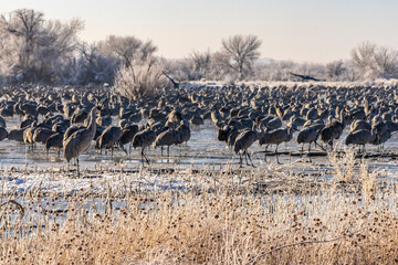 USA, New Mexico, Bernardo Wildlife Management Area. Sandhill cranes in icy water at sunrise.