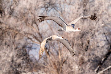 USA, New Mexico, Bernardo Wildlife Management Area. Sandhill cranes flying.