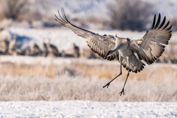 USA, New Mexico, Bernardo Wildlife Management Area. Sandhill crane landing.