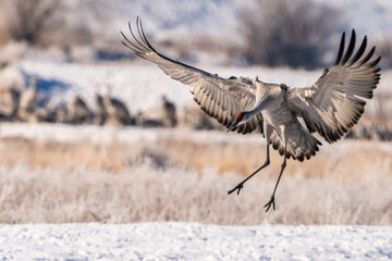 Fototapeta premium USA, New Mexico, Bernardo Wildlife Management Area. Sandhill crane landing.