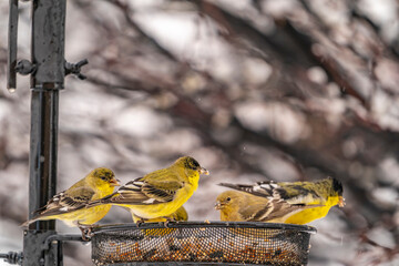USA, New Mexico. Lesser goldfinches at feeder.