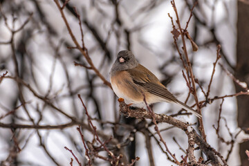 USA, New Mexico. Junco bird in tree.