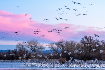 USA, New Mexico, Bernardo Wildlife Management Area. Snow geese and sandhill cranes at sunset.