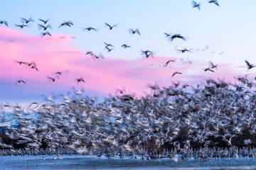USA, New Mexico, Bernardo Wildlife Management Area. Snow geese take flight over sandhill cranes at sunset.
