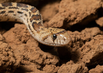 Sonoran gopher snake, bullsnake, blow snake, Pituophis catenefir affinis, New Mexico, wild