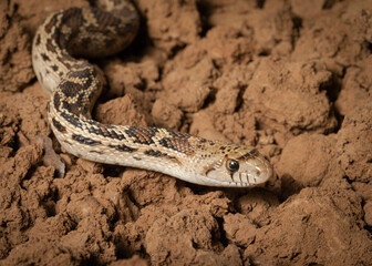 Sonoran gopher snake, bullsnake, blow snake, Pituophis catenefir affinis, New Mexico, wild
