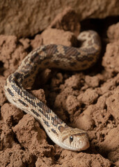 Sonoran gopher snake, bullsnake, blow snake, Pituophis catenefir affinis, New Mexico, wild