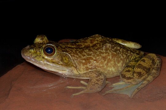 American bullfrog, Lithobates catesbeianus, New Mexico.