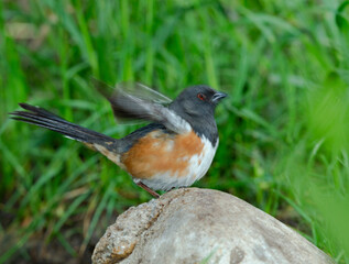 Spotted Towhee, Pipilo montanus, Cibola National Forest, New Mexico