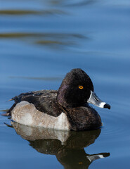 Ring-necked Duck, Aythya collaris, New Mexico