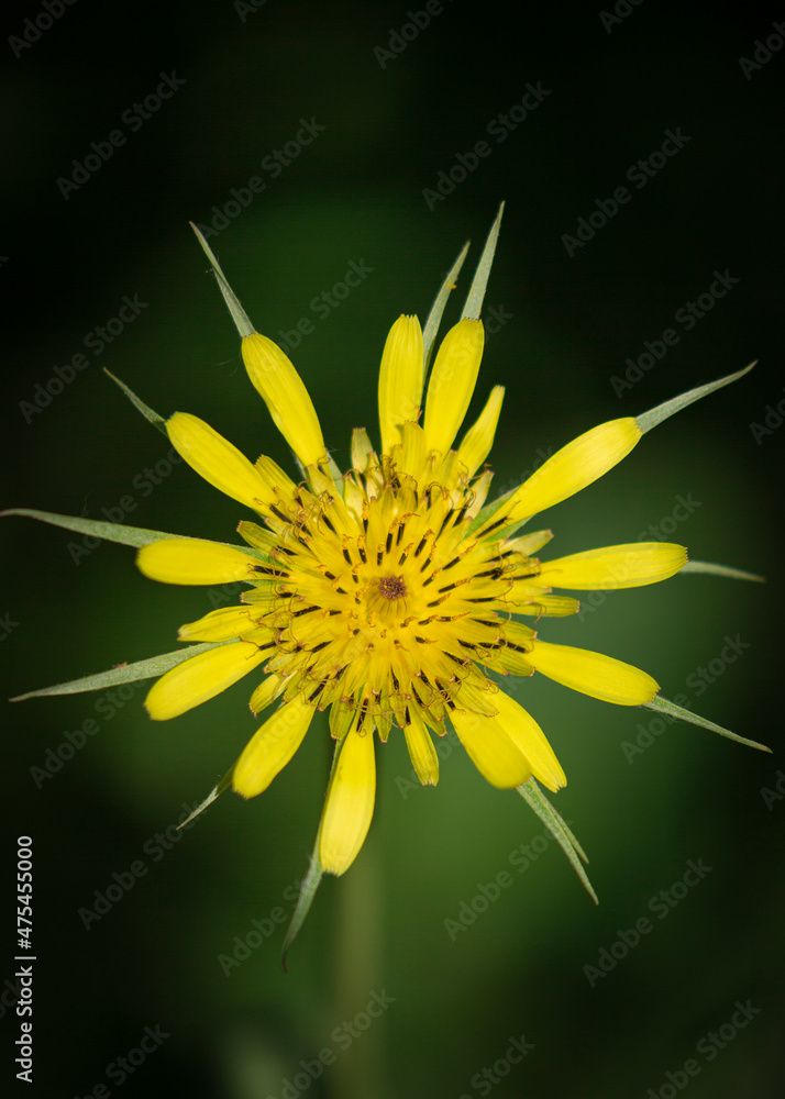 Poster Yellow Salsify, Tragopogon dubius, Capulin Sprints Trail, Sandia Mountains, New Mexico