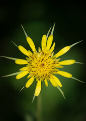 Yellow Salsify, Tragopogon dubius, Capulin Sprints Trail, Sandia Mountains, New Mexico