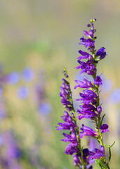 Rocky Mountain Beardtongue, Rocky Mountain Penstemon flowers, Sandia Mountains, New Mexico