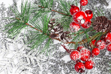Twiter with holly berries on the silver snowflakes background