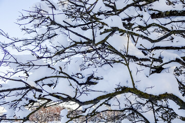 Close up of tree branches covered with layer of white fresh snow. Background or backdrop, full frame. Tallinn, Estonia. December 2021