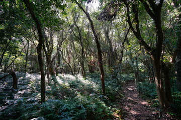 a pathway through dense autumn forest