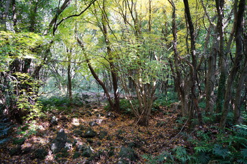 Obraz premium a dense autumn forest in the sunlight