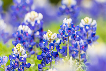 Johnson City, Texas, USA. Bluebonnet wildflowers in the Texas Hill Country