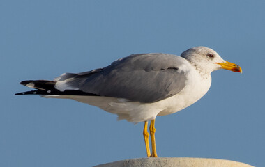 Seagull standing on the white roof