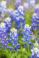 Obraz premium Johnson City, Texas, USA. Bluebonnet wildflowers in the Texas Hill Country.
