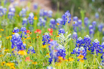 Obraz na płótnie Canvas Llano, Texas, USA. Bluebonnet and other wildflowers in the Texas Hill Country.