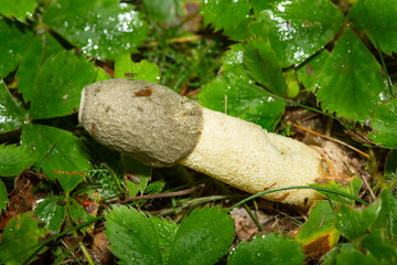 Stinkhorn fungus in a lawn in Newbury, New Hampshire.