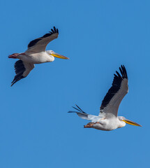 Fototapeta na wymiar Two big beautiful pelicans flying on blue sky