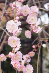 うめの花