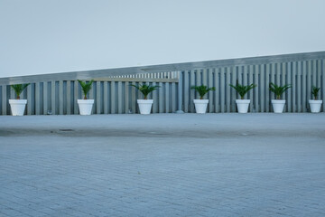 White pots with Cycas revoluta