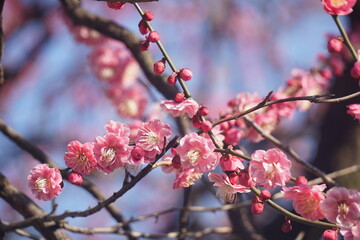 うめの花