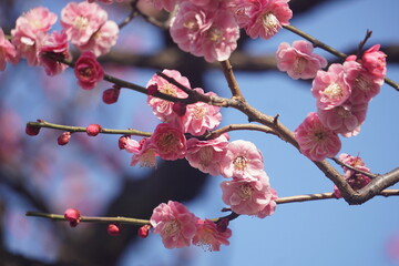 うめの花