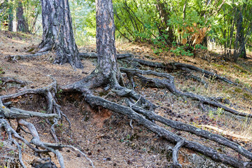 tree roots sticking out of the ground