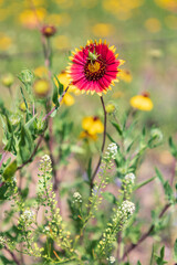 Marble Falls, Texas, USA. Katydid on an Indian Blanket wildflower in the Texas Hill Country.