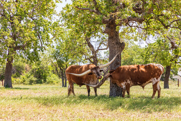 Marble Falls, Texas, USA. Longhorn cattle in the Texas Hill Country.
