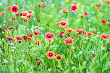 Llano, Texas, USA. Indian Blanket wildflowers in the Texas Hill Country.