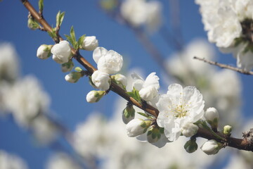 桃の花