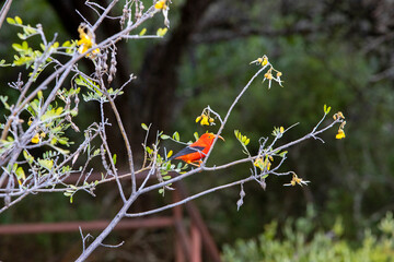 I'iwi Endemic Hawaiian Honeycreeper