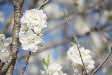 桃の花