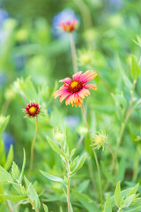 Llano, Texas, USA. Indian Blanket wildflowers in the Texas Hill Country.