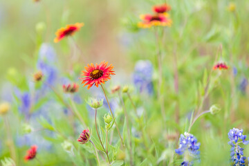 Llano, Texas, USA. Indian Blanket and Bluebonnet wildflowers in the Texas Hill Country.