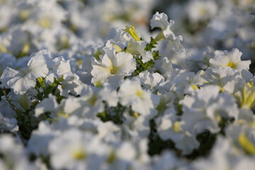 White petunia flowers on a flower bed, blurred background