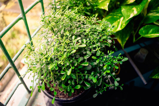 Close up image of indoor plants in morning sunshine. Stylish composition of beautiful plants, cactus, succulents on design pots in balcony beside window. Green template Home gardening jungle concept.